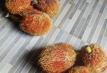 Buah Keluntan Khas Ranai Banjiri Lapak Pedagang