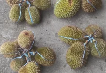 Durian di Ranai Mulai Banjir