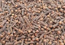 Harga Cengkeh Kering di Ranai Stabil