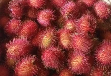 Khasiat Buah Rambutan untuk Kesehatan Sehari-hari