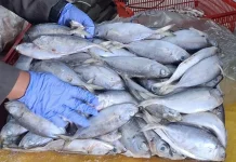 Karantina Kepri Terbitkan Sertifikat Kesehatan Ikan Asal Natuna