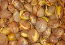 Biji Nangka Rebus Segudang Manfaat Kesehatan