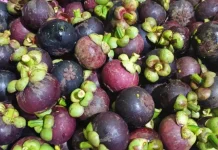 Tips Memilih Buah Manggis, agar Tidak Kecewa