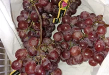 Segudang Manfaat bagi Kesehatan Buah Anggur