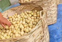 Buah Duku, Manis Alami dengan Segudang Manfaat