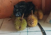 Buah Durian Raja Buah dengan Cita Rasa Istimewa