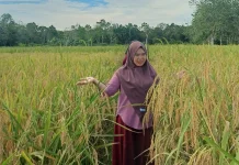 Buah Padi, Sumber Kehidupan dan Pangan Utama