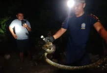 Damkar Natuna Evakuasi Ular di Permukiman Warga Bandarsyah