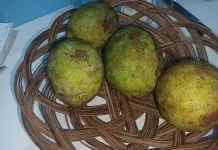 Menjelajah Kuliner Natuna Sensasi Unik Buah Sedek
