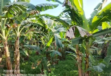Kebun Pisang Jadi Peluang Baru Raih Penghasilan
