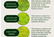 Perbedaan Level Matcha, Kenali Kualitas sebelum Memilih