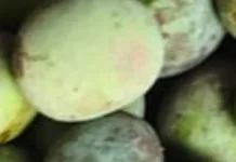 Sedek,Buah Khas Natuna