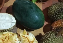 Bukan Sekadar Hobi, Ini Manfaat Berkebun