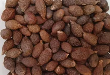 Harga Buah Kembang Semangkok Meningkat, Warga Ranai Mulai Berburu ke Hutan