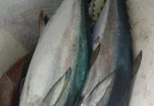 Ikan Tongkol Kaya dengan Protein dan Mineral