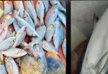 Mana Lebih Baik Ikan Karang atau Ikan tongkol untuk Otak Anak