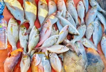 Tips Mengolah Ikan Karang agar Tidak Amis