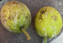 Sukun Buah Tropis yang Menyebar Keberbagai Penjuru Dunia