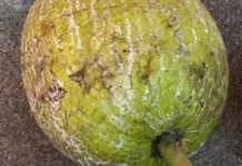 Bahaya Mengkonsumsi Buah Sukun Secara Berlebihan untuk Kesehatan