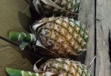 Tips Memilih Buah Nenas yang Manis dan Segar