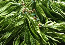 Manfaat Petai untuk Kesehatan Tubuh