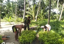 Babinsa Seluan Barat Dampingi Petani Cengkeh dalam Pembibitan Tanaman