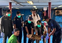 Sebanyak 10.362 Ikan Natuna Lolos Karantina Diekspor Hongkong