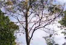 Kembang Semangkok,Kembang Berkhasiat