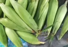 Natuna  Panen Jagung Manis q