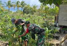 Babinsa Dampingi Petani Jagung, Perkuat Ketahanan Pangan di Desa Payak