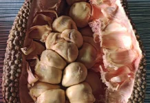 Tips Memilih Buah Cempedak yang Manis dan Matang Sempurna