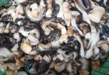 Kandungan Vitamin dalam Kerang Laut dan Manfaatnya bagi Kesehatan