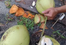 Tips Mengupas Kelapa Muda dengan Mudah