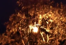 Damkar Natuna Evakuasi Sarang Tawon di TK Negeri 002 Sepempang