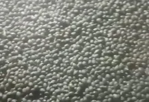 Prospek Kembang Semangkok atau Buah Beghuk