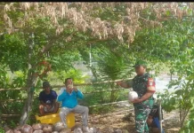 Babinsa Serantas Gelar Komsos Bersama Warga Pembuat Kopra