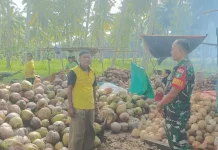 Babinsa Desa Cemaga Laksanakan Komsos dengan Petani Kelapa