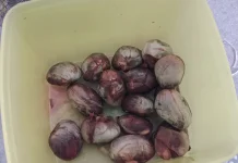 Kandungan Vitamin dalam Biji Cempedak yang Sering Terabaikan