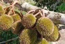 Berkah Durian Kampung
