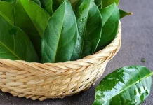 Manfaat Daun Salam untuk Kesehatan  yang Jarang Kita Ketahui