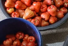Jambu Air Thailand dan Prospek