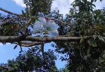 Galon Kosong Menghindari Hama pada Tanaman Durian
