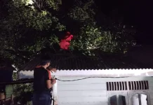 Sarang Tawon di Permukiman Ranai Darat Berhasil Dibasmi