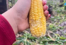 Mitos Jagung Manis yang Terbantahkan
