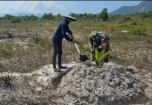 Babinsa Serasan Dampingi Petani Kelapa, Wujudkan Kebun Produktif