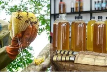 Kenali Ciri Madu Asli dan Palsu