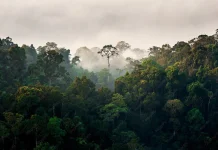 Fungsi Hutan Penopang Kehidupan yang Harus Dijaga