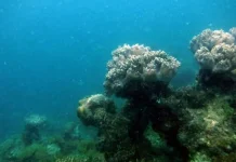 "Mengadopsi Harapan dari Dasar Laut Natuna"
