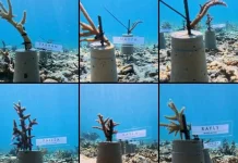 LPSDP Selamatkan Terumbu Karang di Dua Titik Geopark Natuna