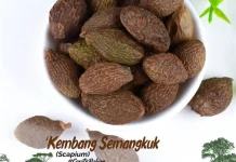 LAPPAN akan Mediasi Panen Kembang Semangkok